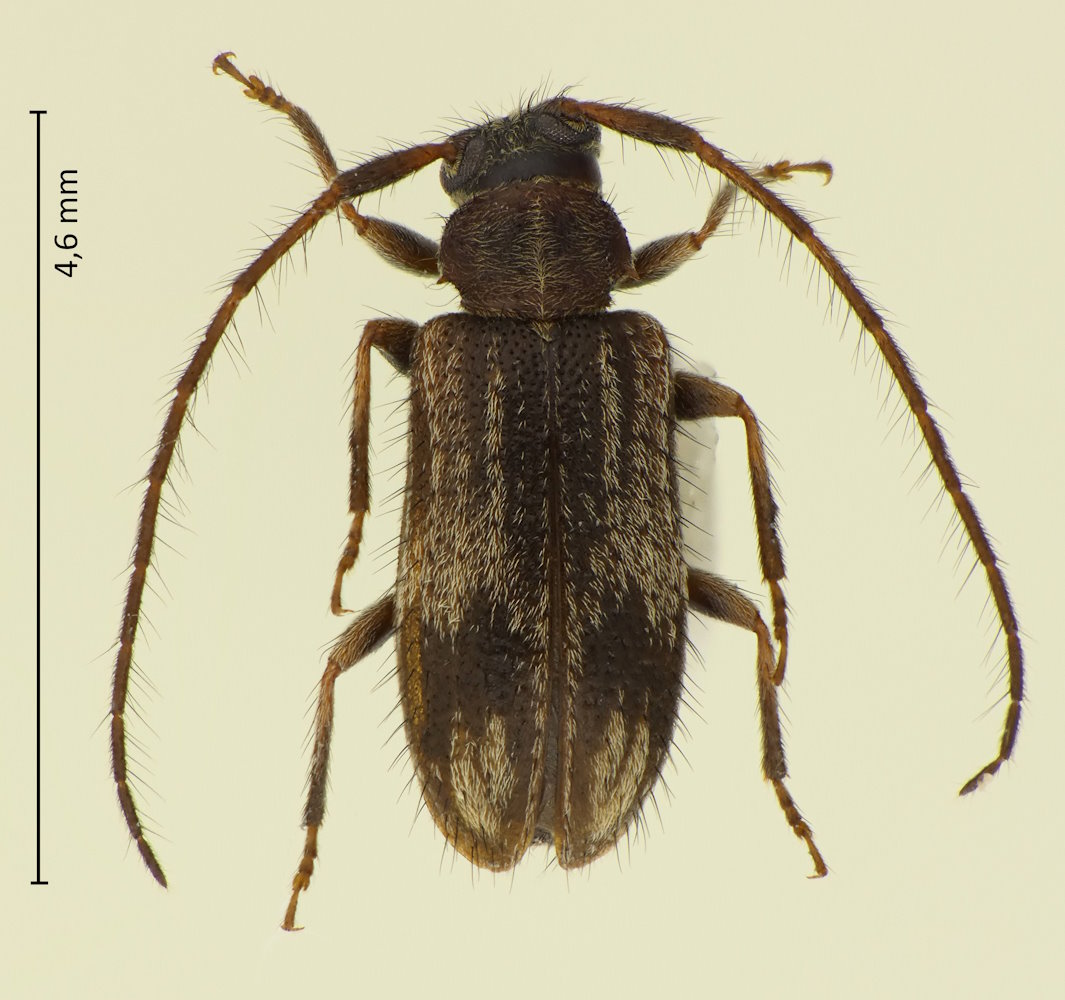 Exocentrus lineatus