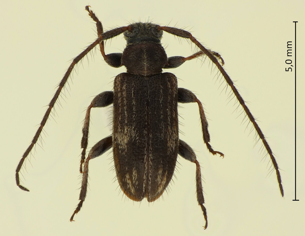 Exocentrus lineatus