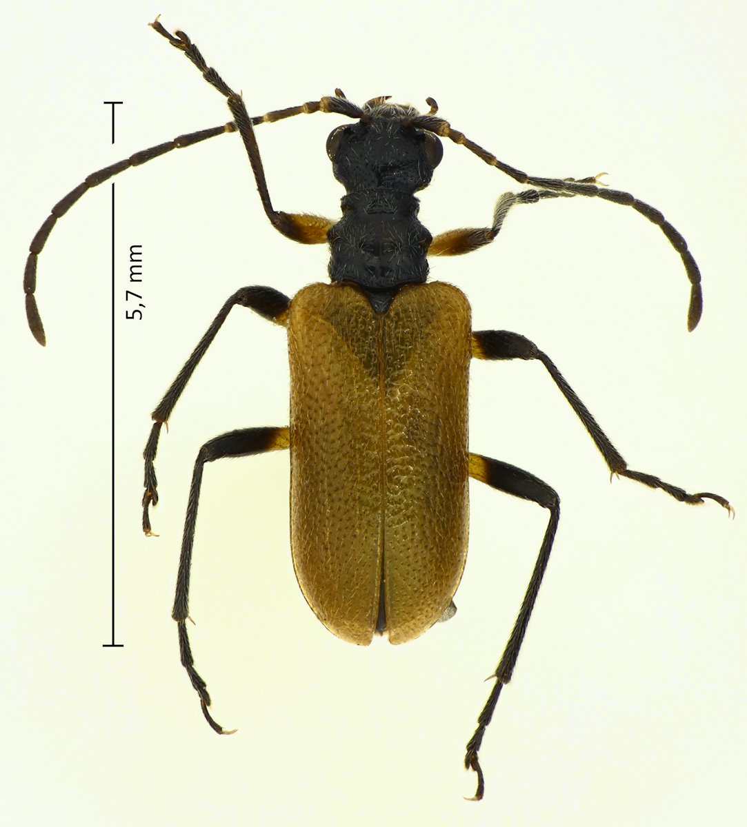 Lemula decipiens