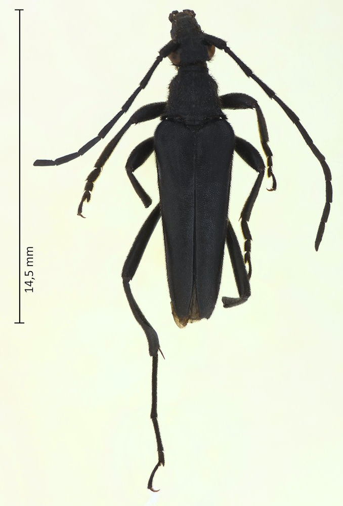 Leptura aethiops