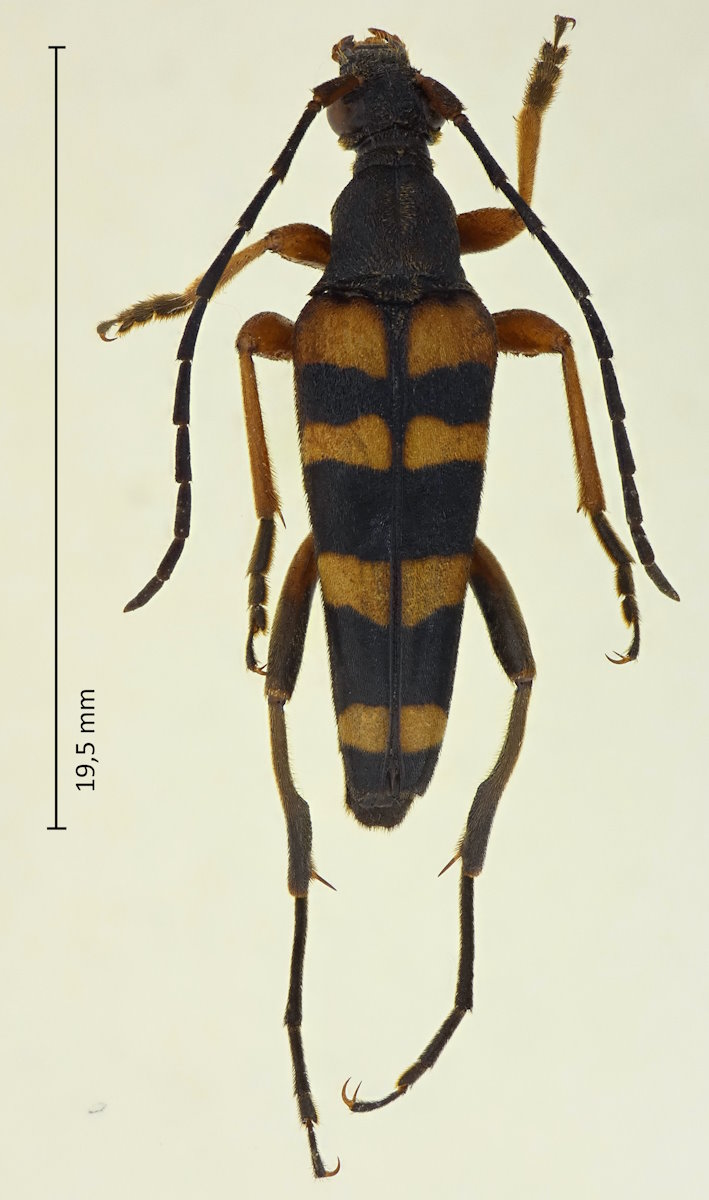 Leptura ochraceofasciata
