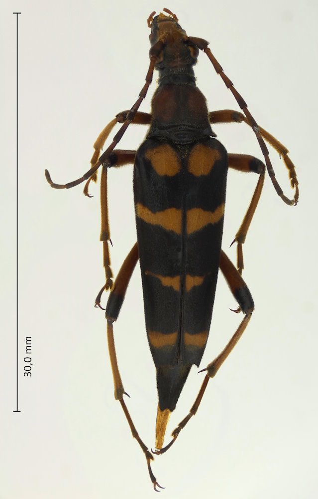 Macroleptura regalis