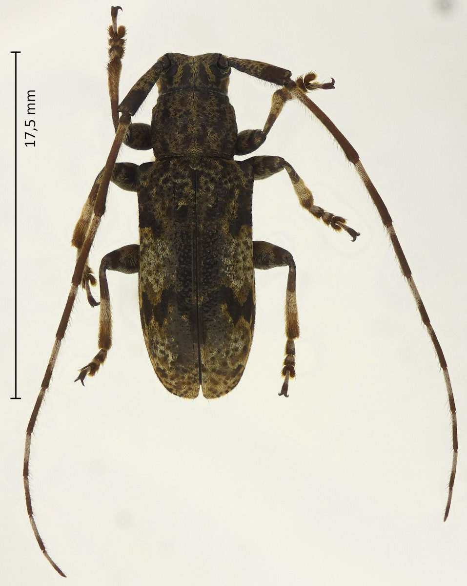 Mesosa longipennis