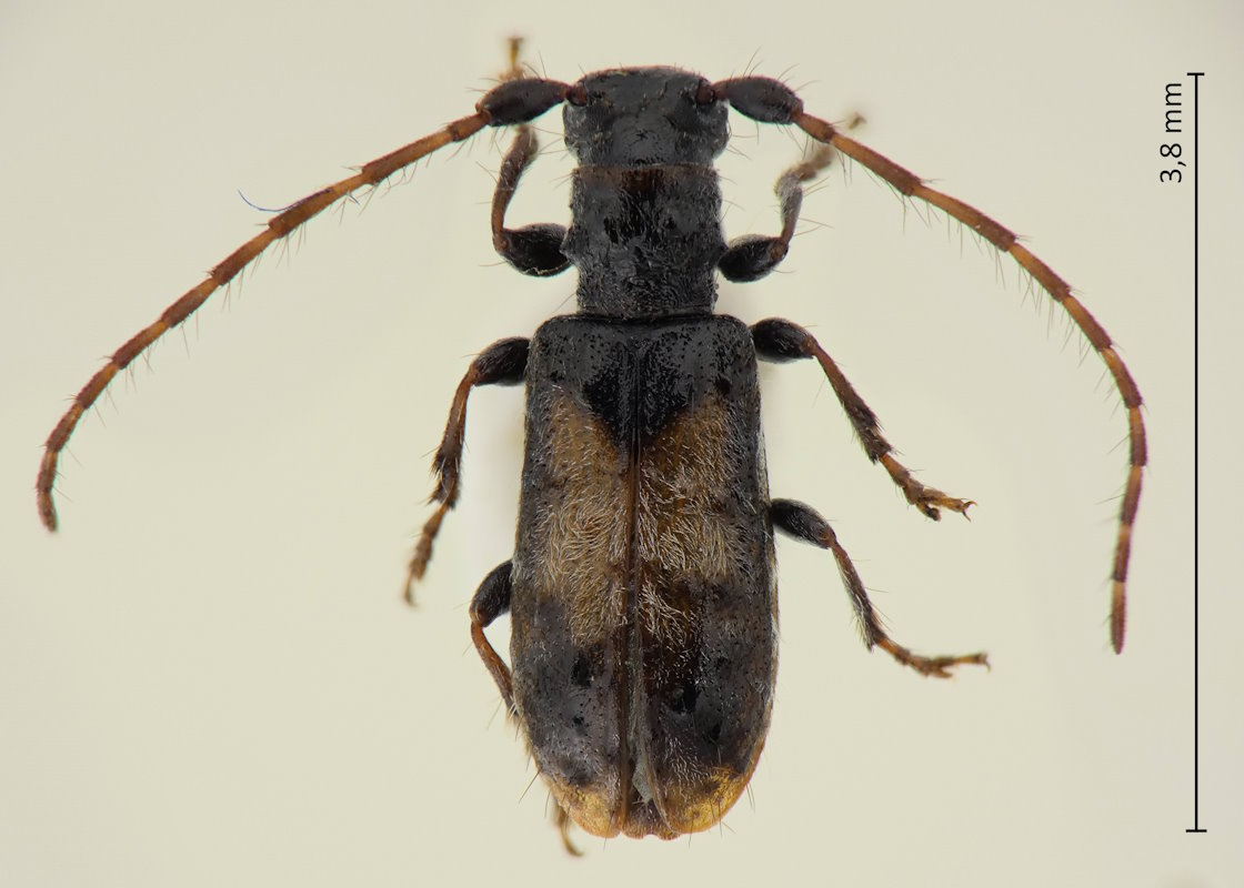 Miccolamia glabricula