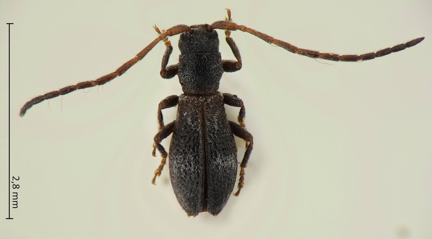 Microlera ptinoides