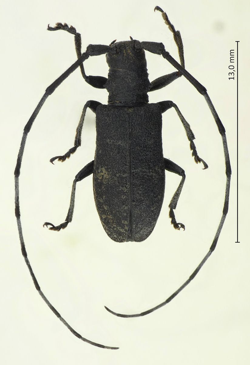Monochamus subfasciatus