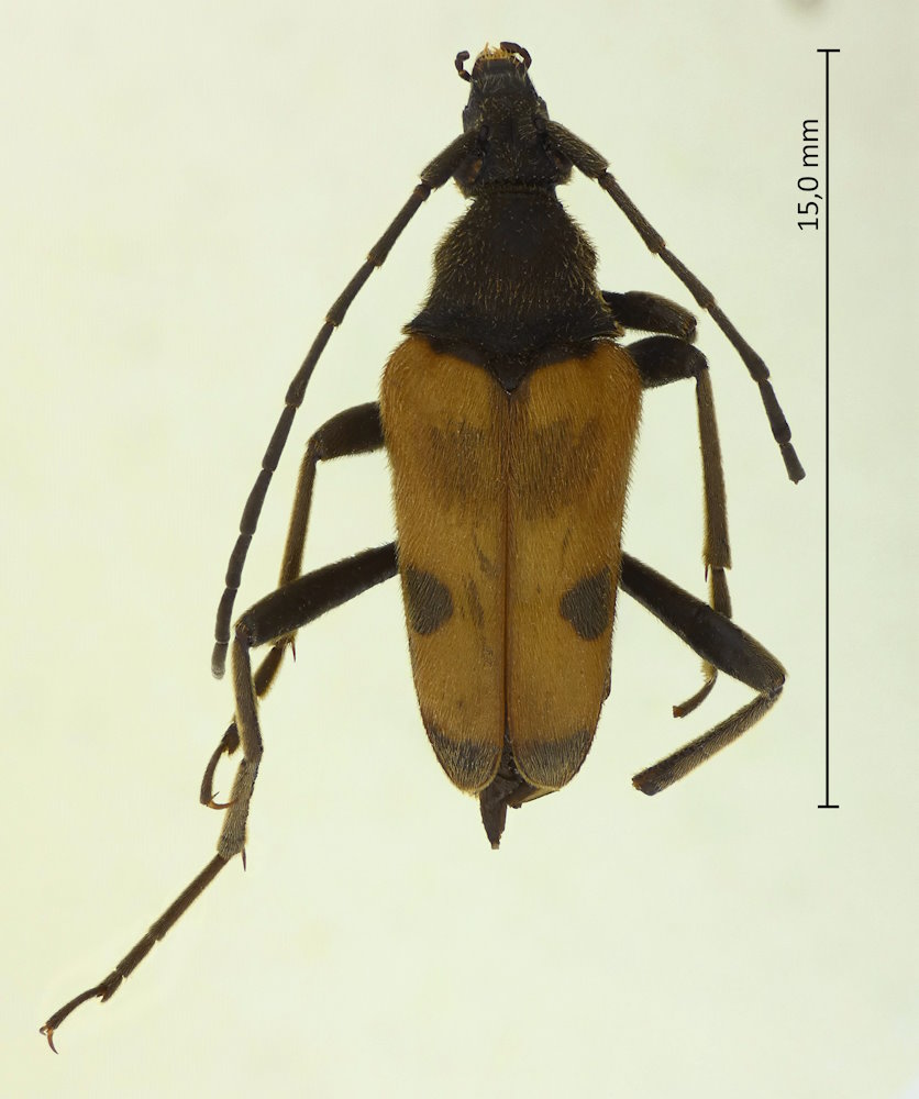 Pachytodes cometes