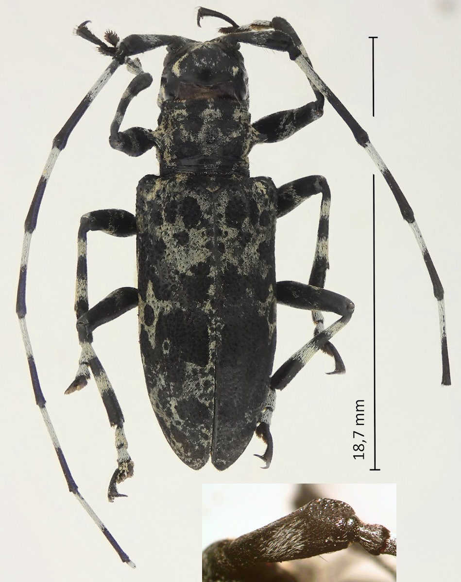 Palimna liturata