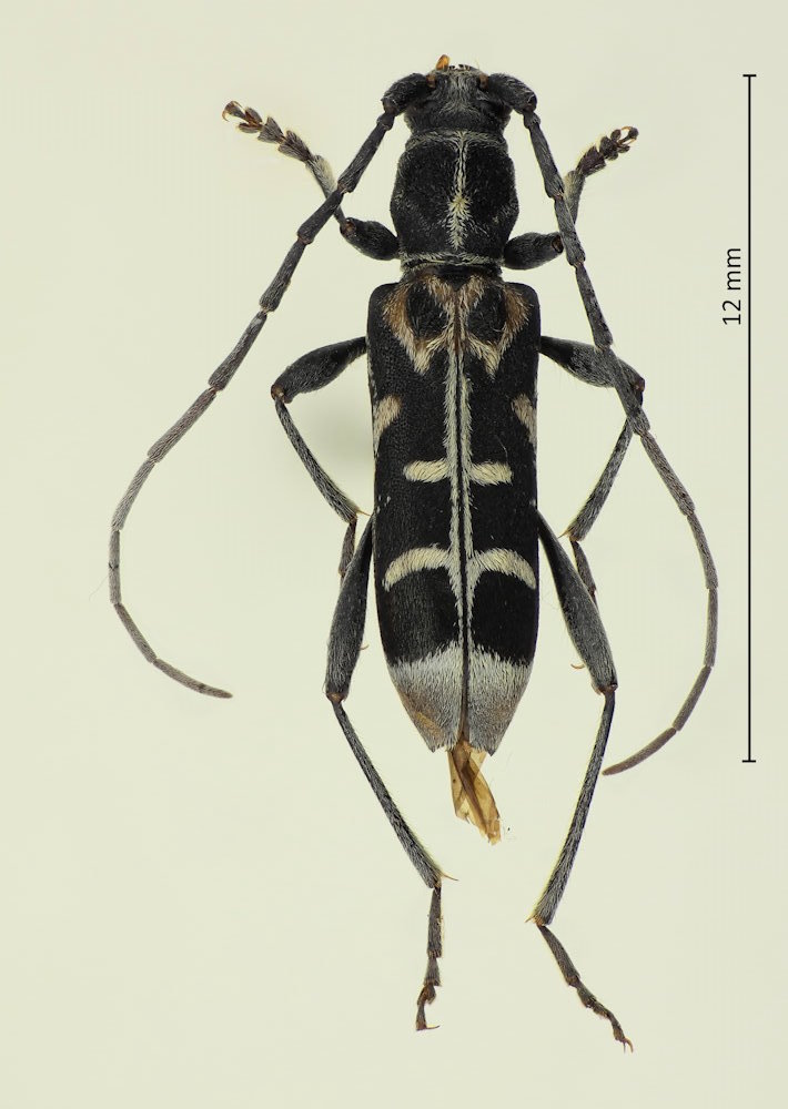 Paraclytus excultus