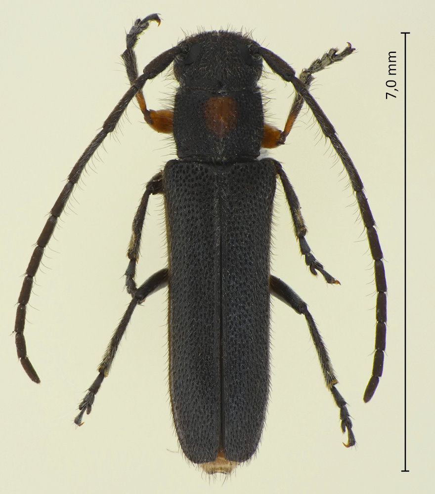 Phytoecia rufiventris