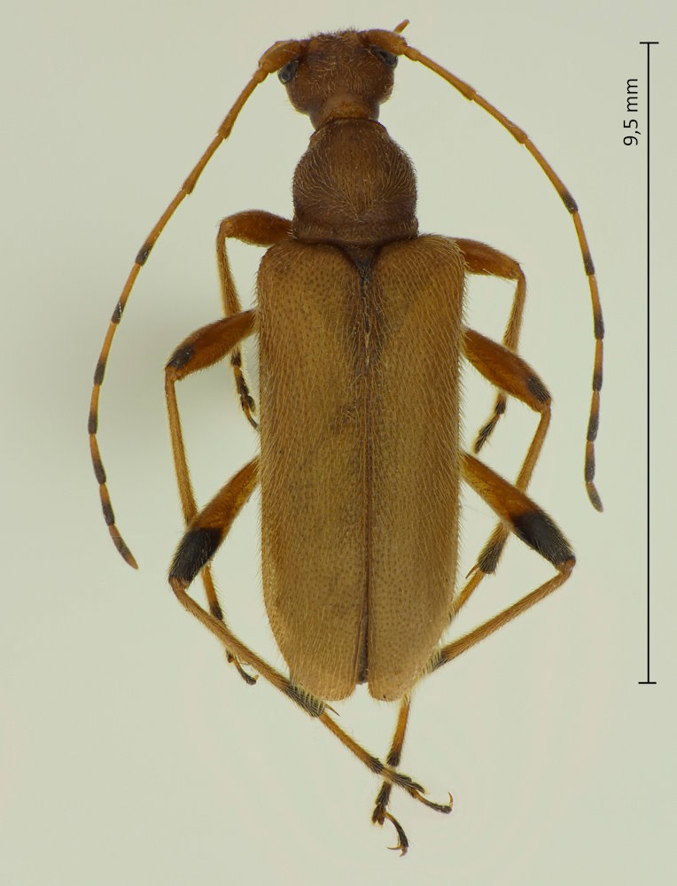 Pidonia aegrota