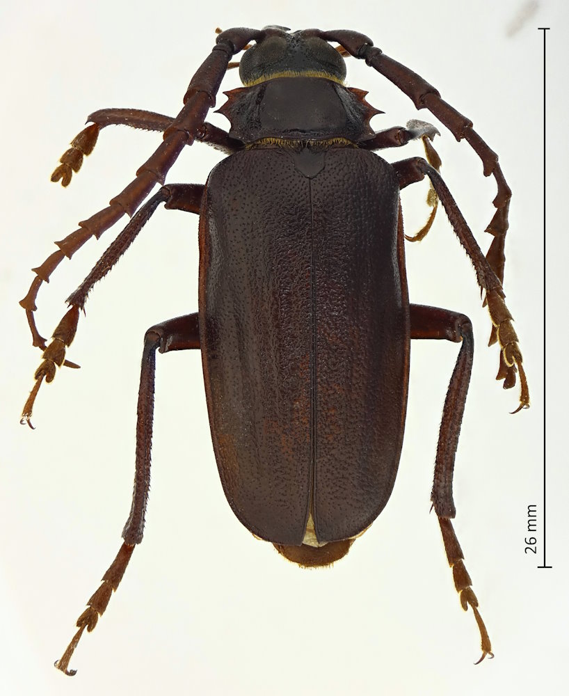Prionus insularis