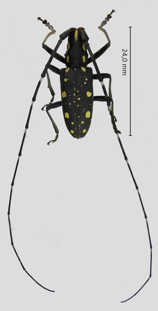 Psacothea hilaris