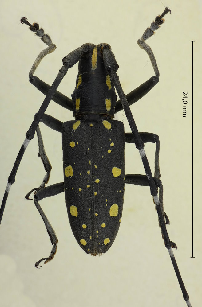 Psacothea hilaris