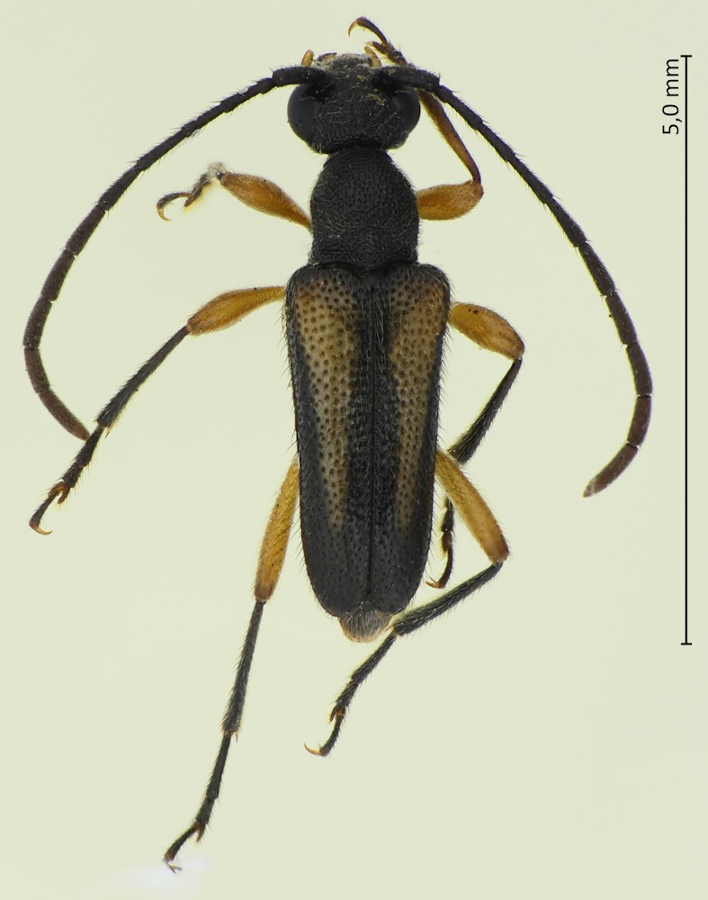 Pseudalosterna misella