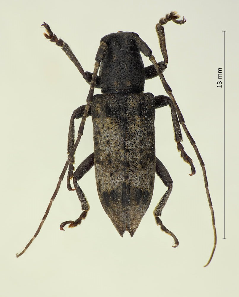 Pterolophia caudata