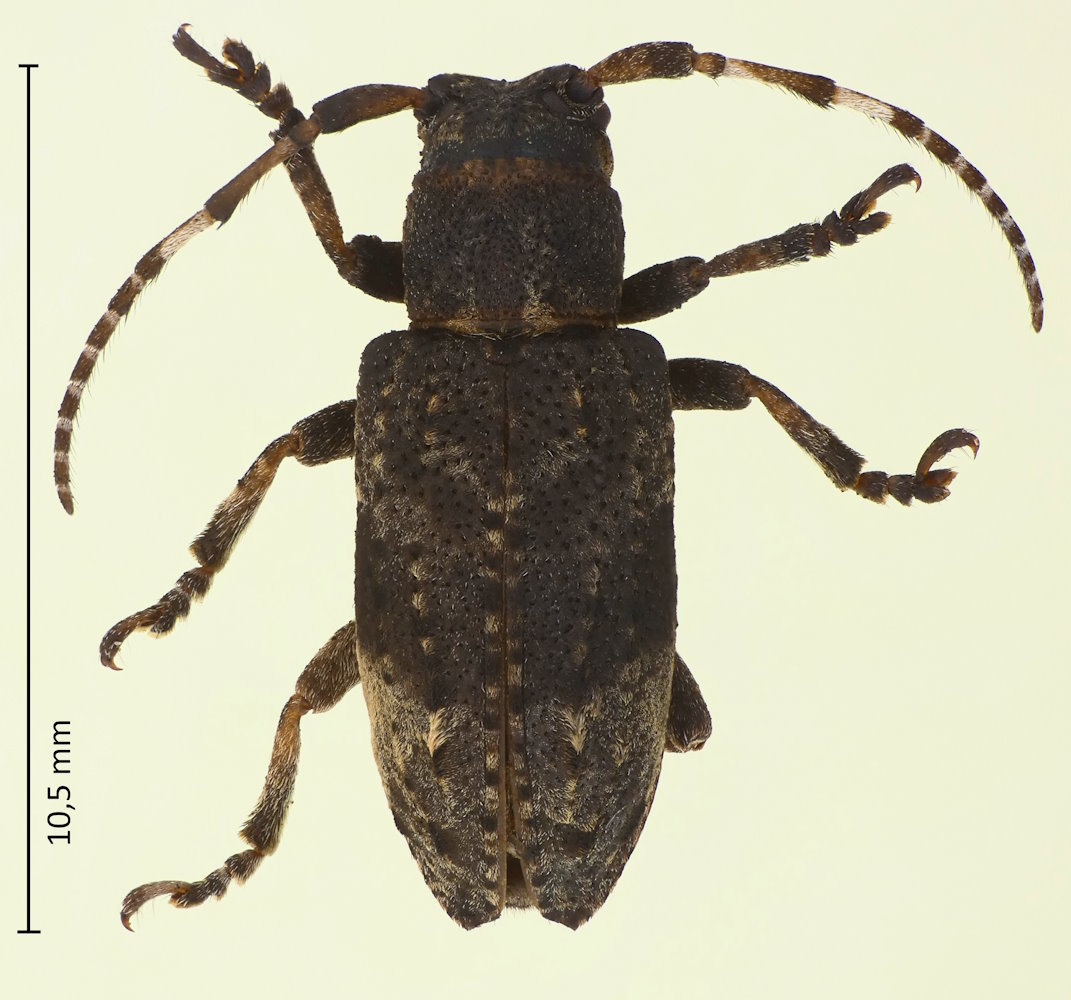 Pterolophia granulata