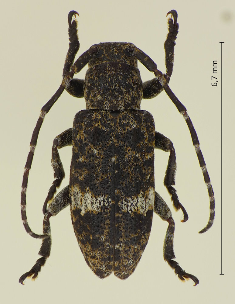 Pterolophia leiopodina
