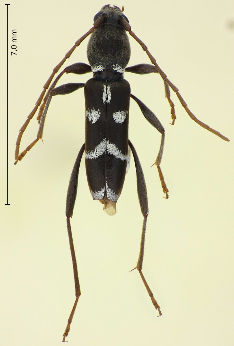 Rhaphuma diminuta