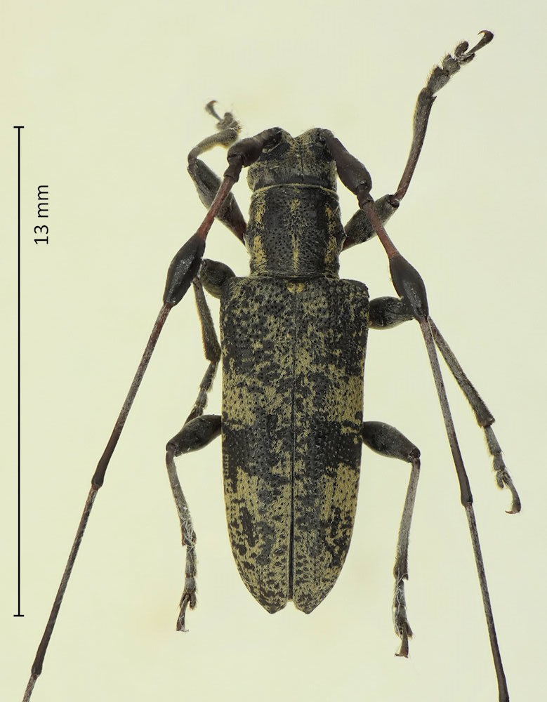 Rhodopina lewisii