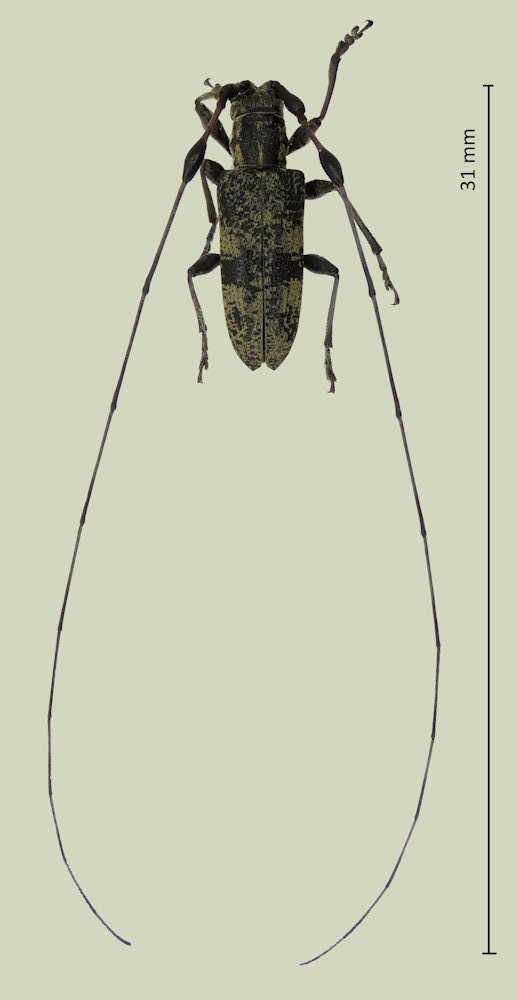 Rhodopina lewisii
