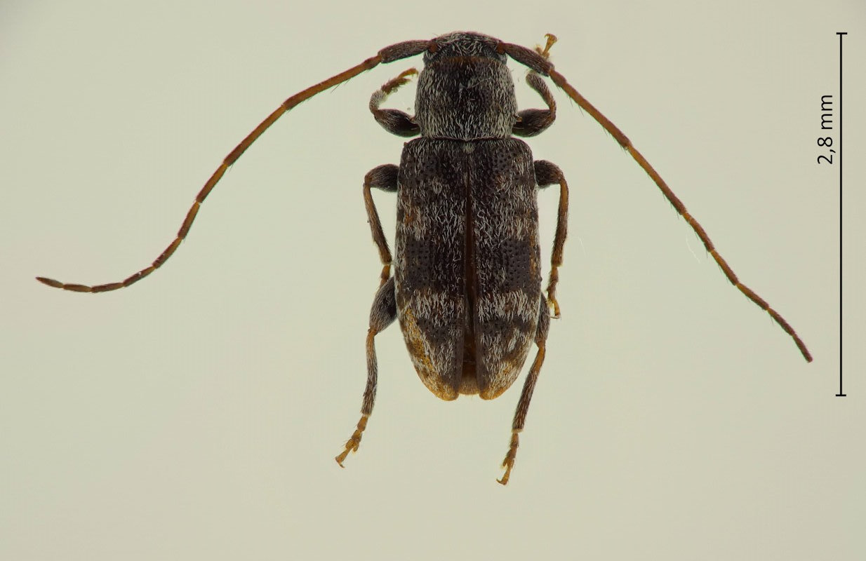 Sciades tonsus