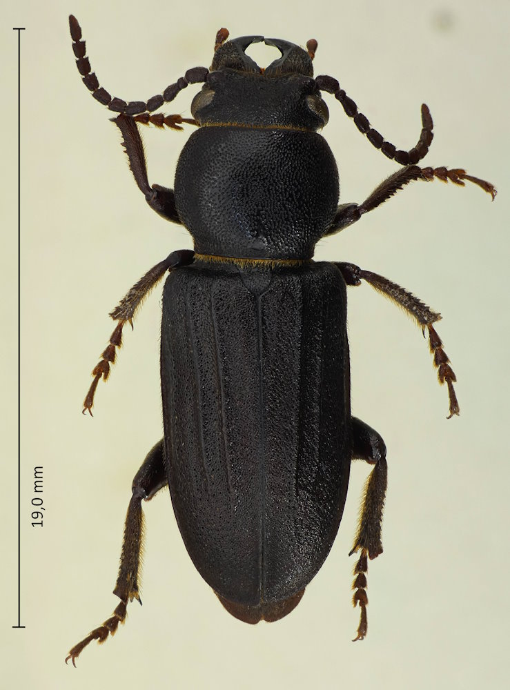 Spondylis buprestoides