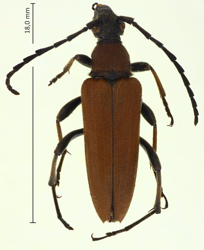 Stictoleptura succedanea
