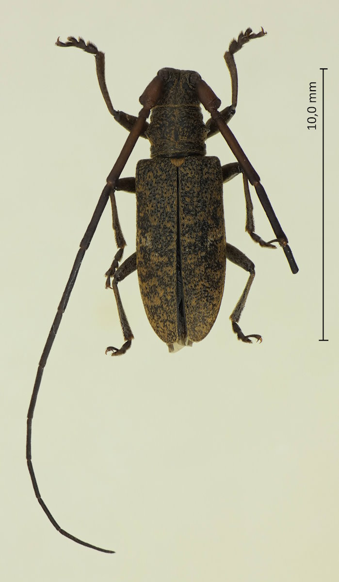 Xenolea asiatica