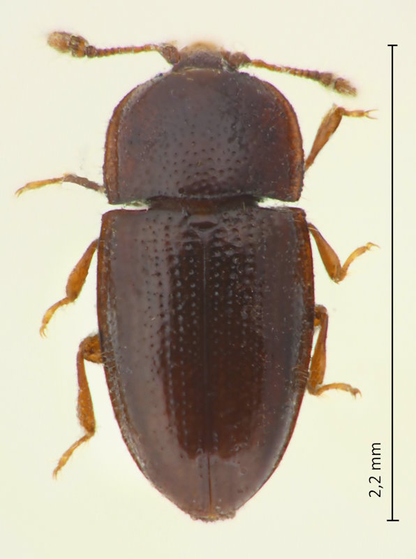 Philothermus depressus