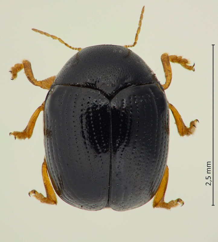 Adiscus lewisii, Weibchen