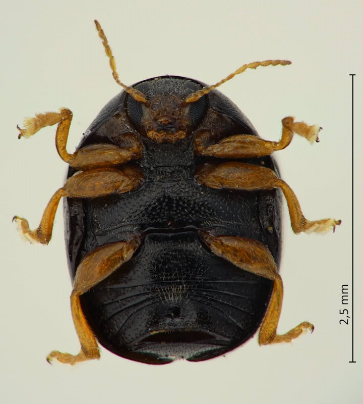Adiscus lewisii, Weibchen