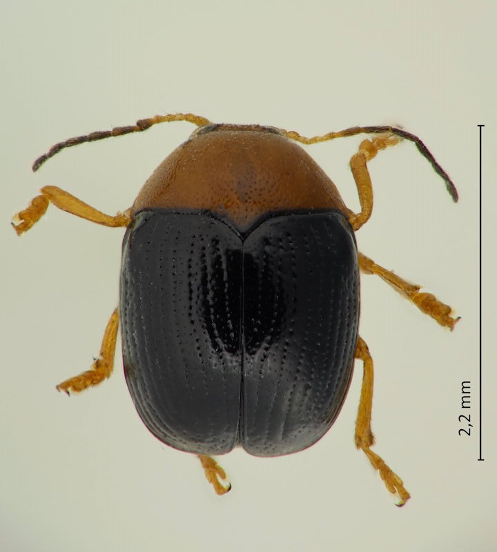 Adiscus lewisii, Männchen