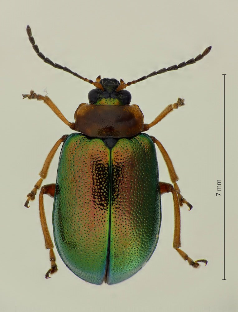 Agelasa nigriceps