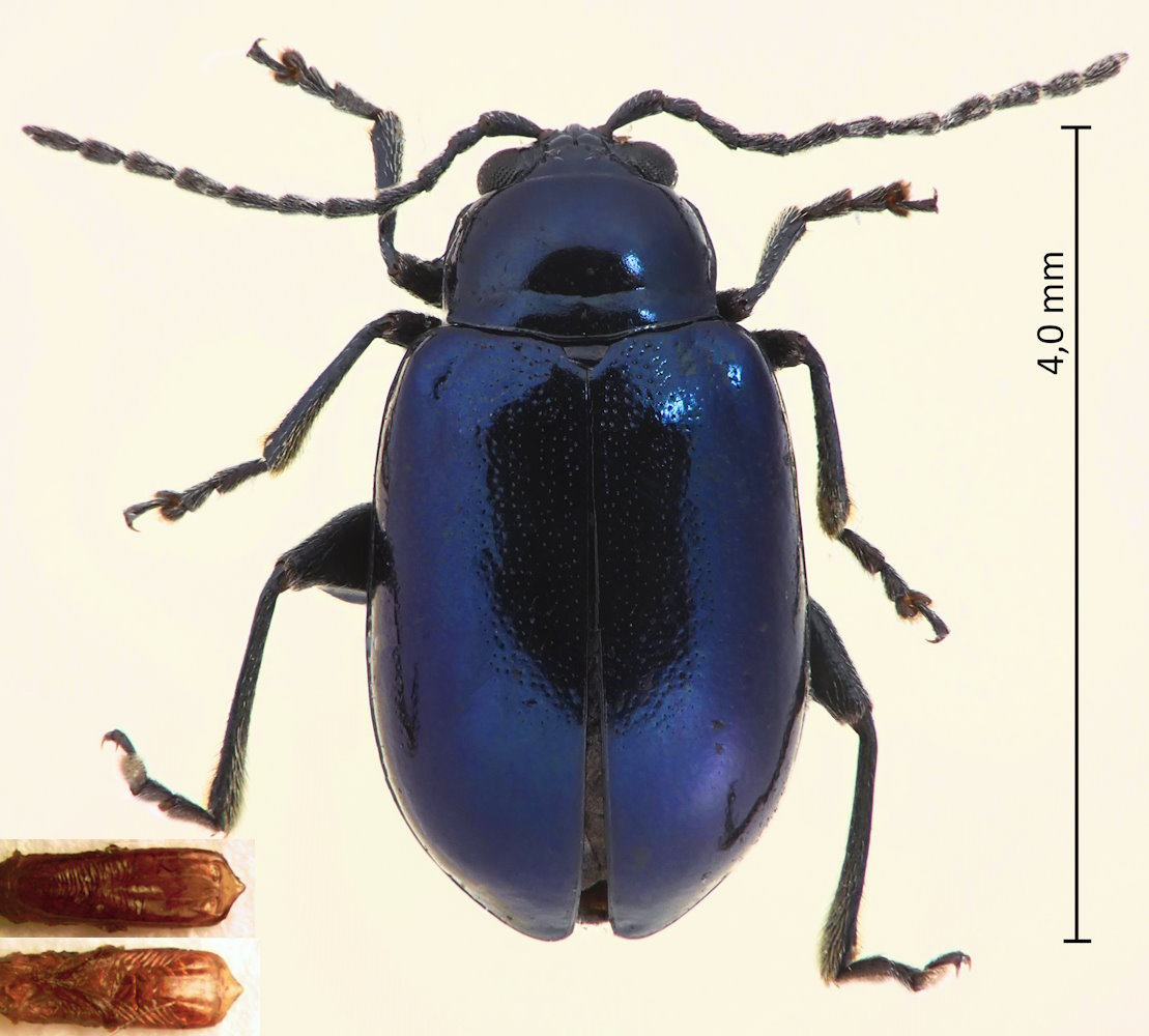 Altica caerulescens