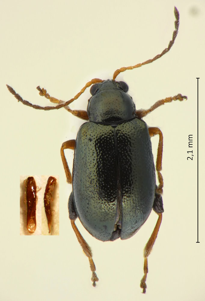 Aphthona perminuta