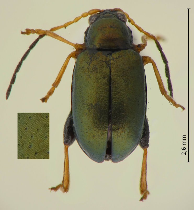 Aphthona strigosa
