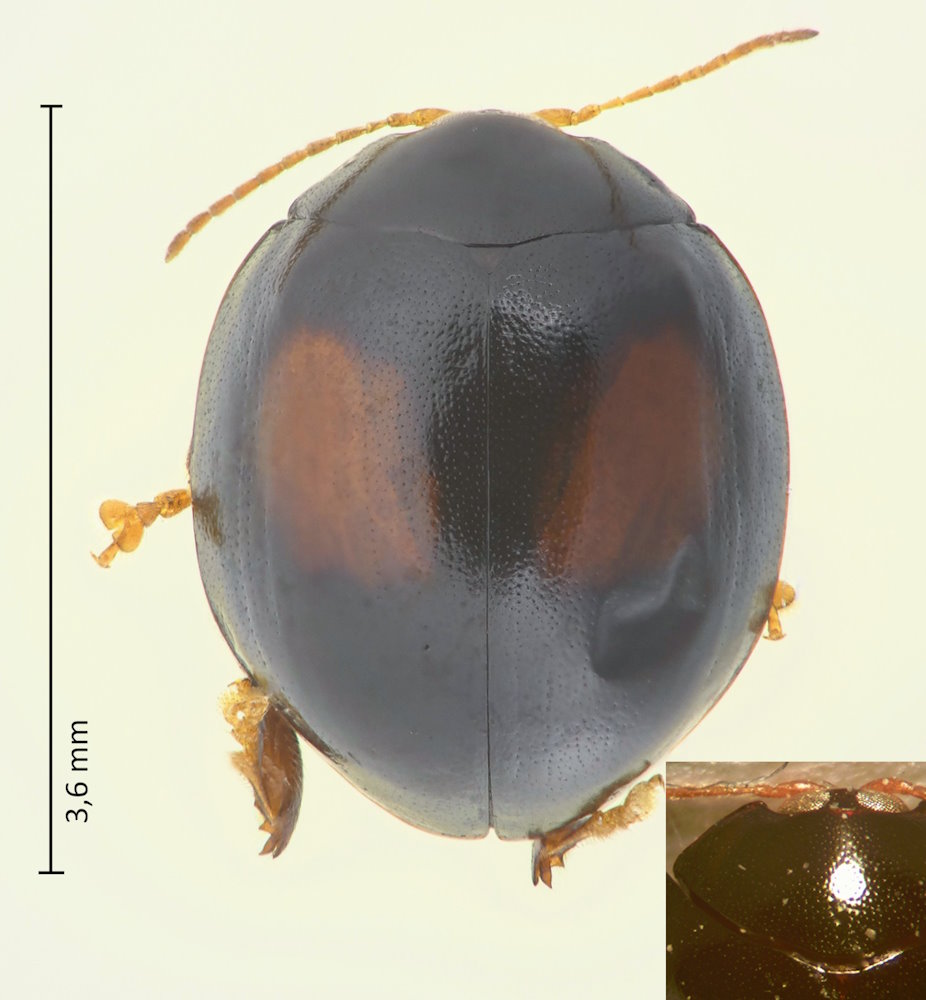 Argopistes biplagiatus
