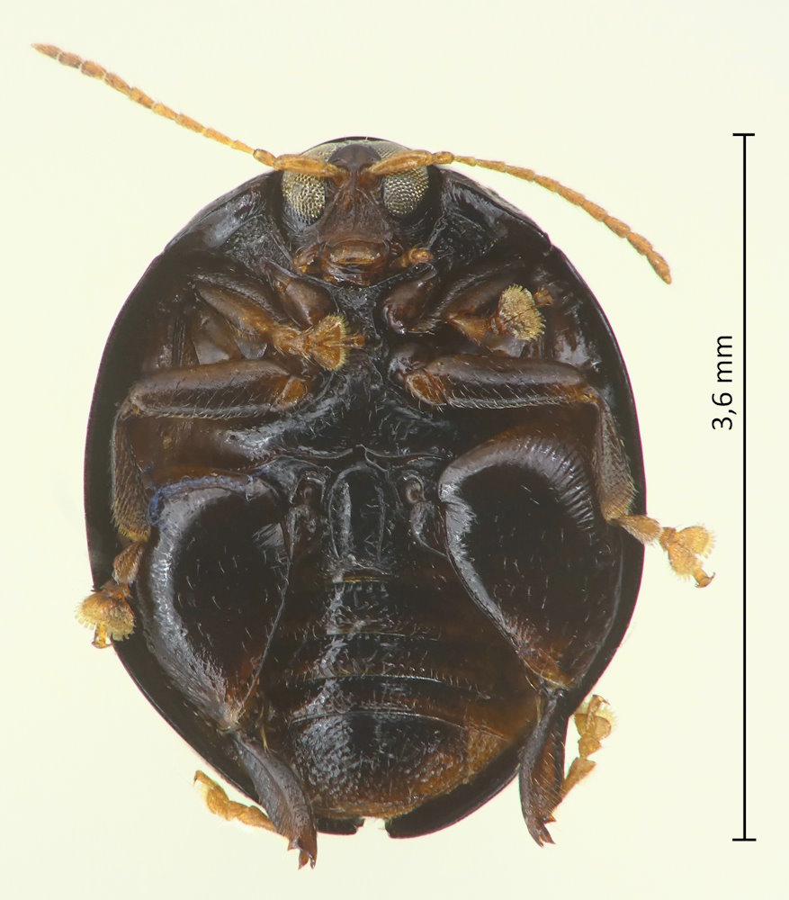 Argopistes biplagiatus