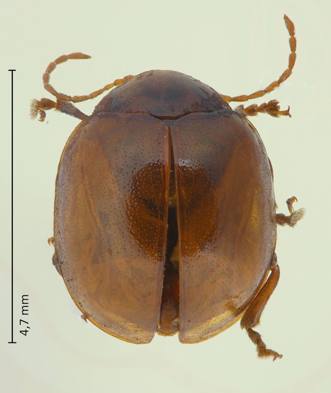 Argopus balyi