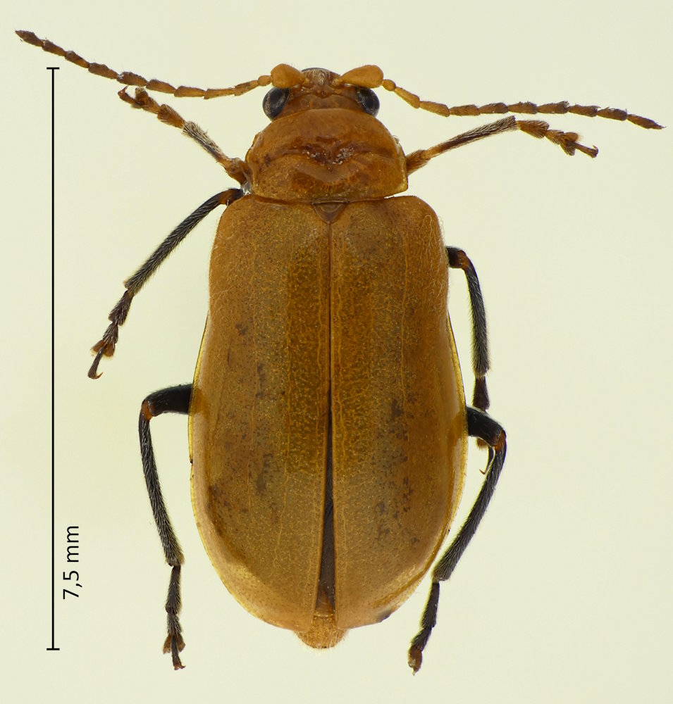 Aulacophora indica