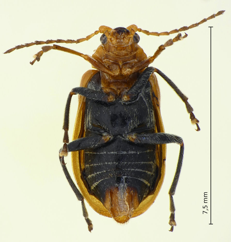 Aulacophora indica