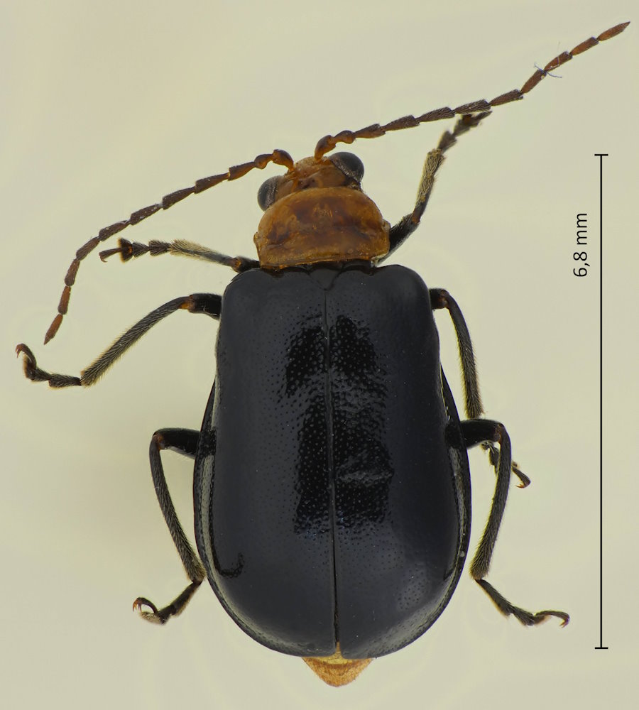 Aulacophora nigripennis