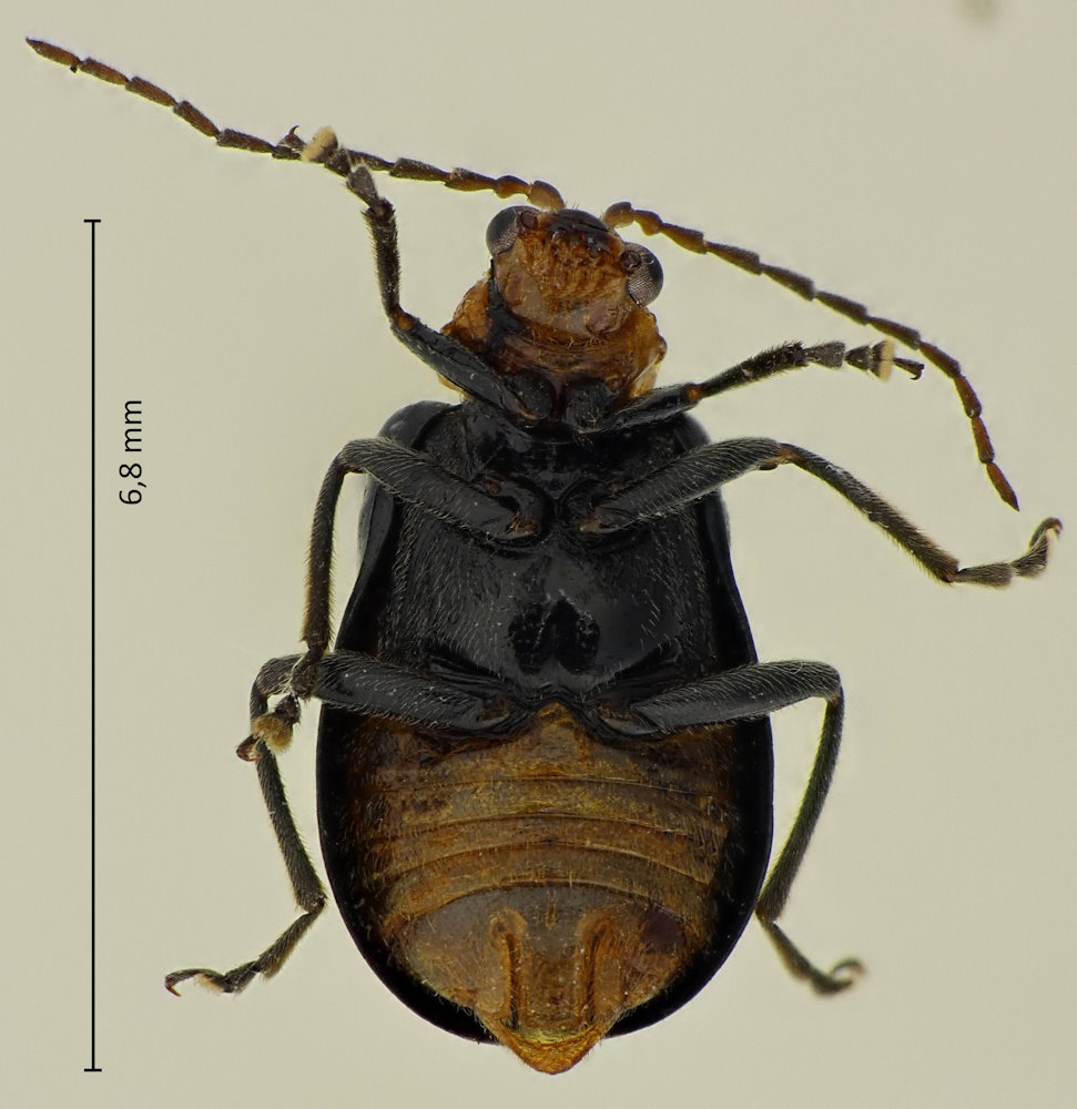 Aulacophora nigripennis