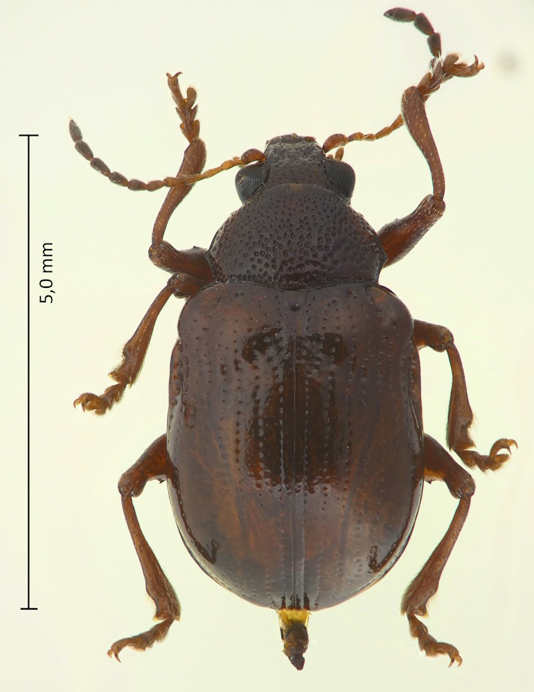 Basilepta balyi