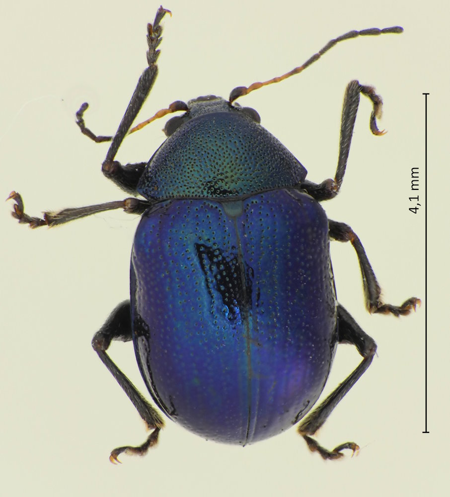 Basilepta fulvipes