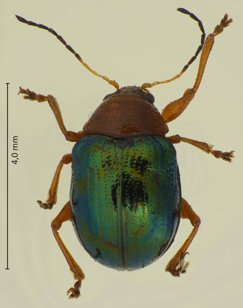 Basilepta fulvipes