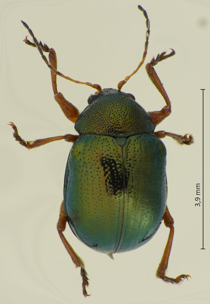 Basilepta fulvipes