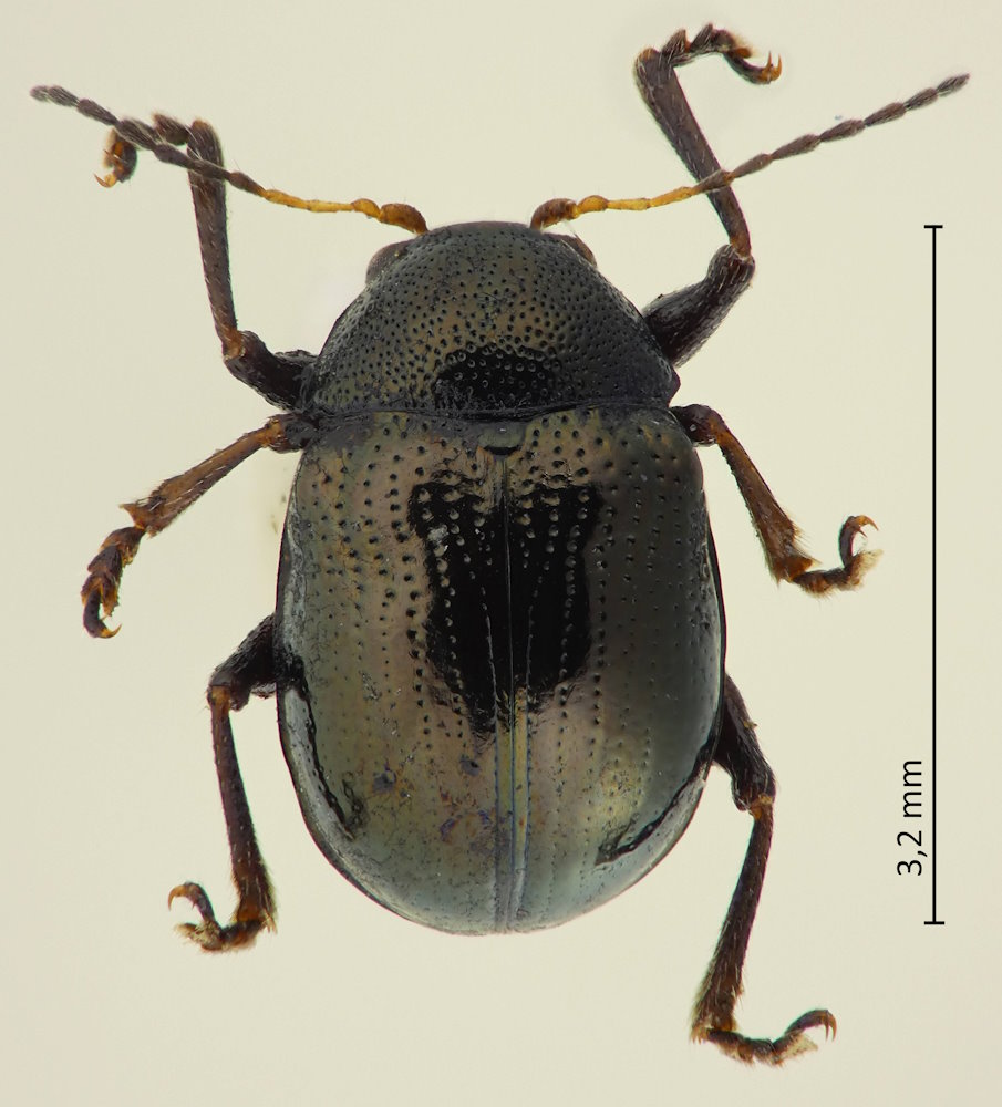 Basilepta fulvipes