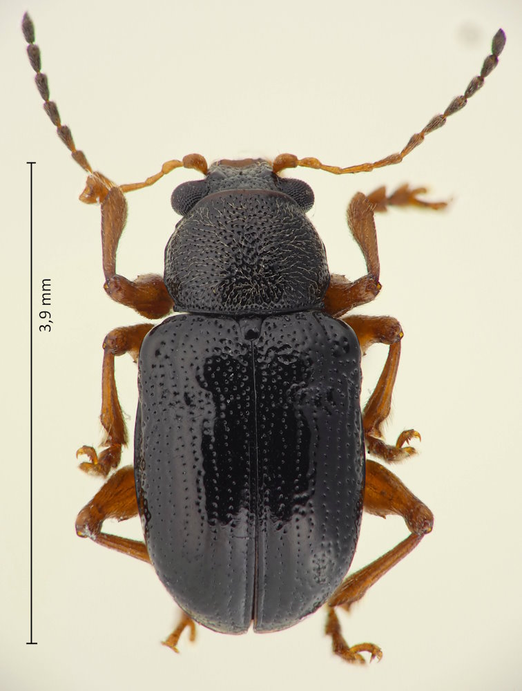 Basilepta hirticollis